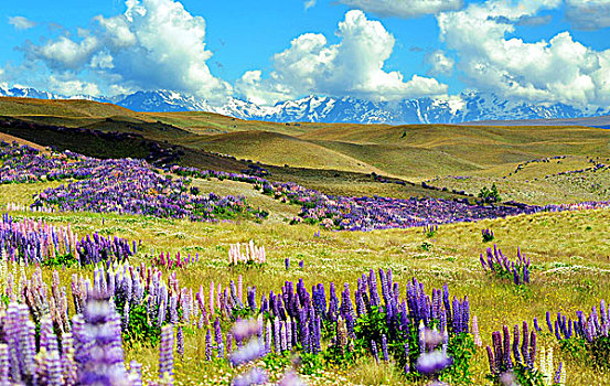 forum webxoso net