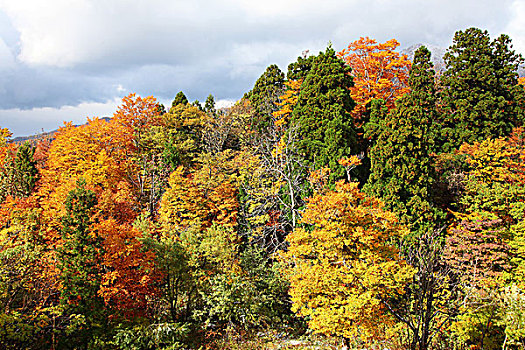 xsvl du doan