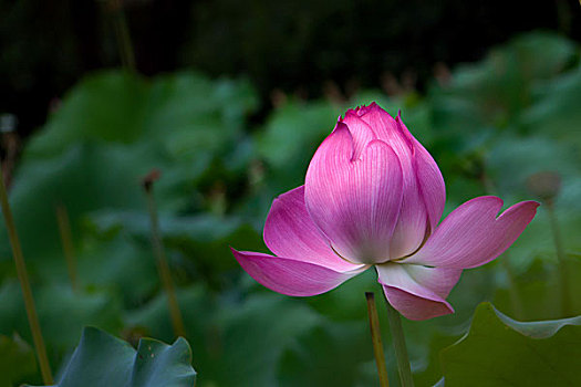 ket qua xs minh ngoc