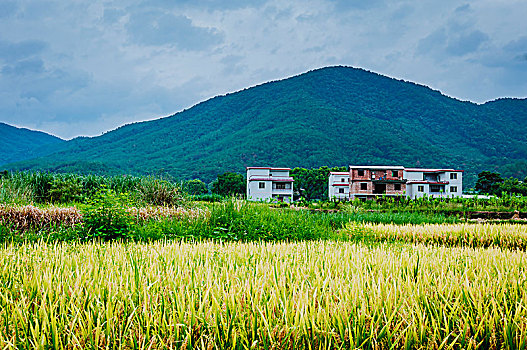 soi cau bach thu mb
