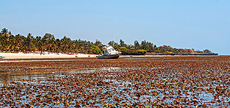 soi cau rong