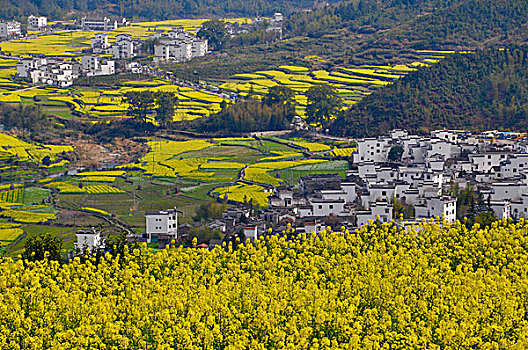 3 càng vip