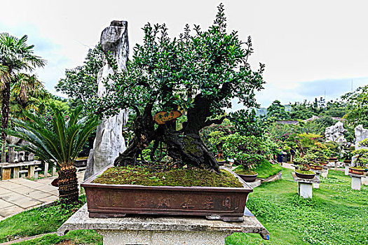 soi cầu lô bạch thủ 8785