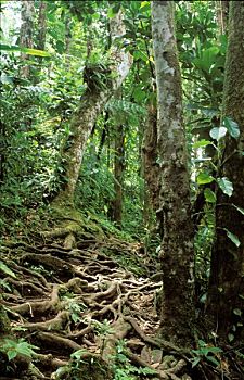 soi cau bach kim 888