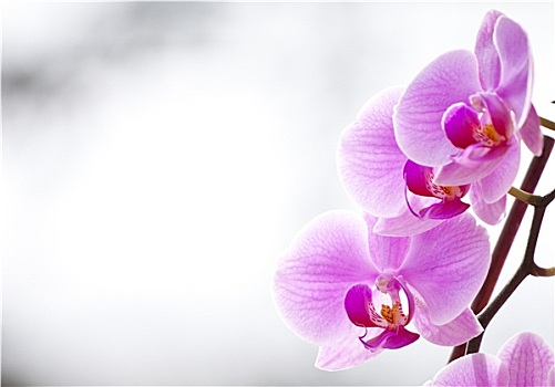bạch thủ xsmb hôm nay
