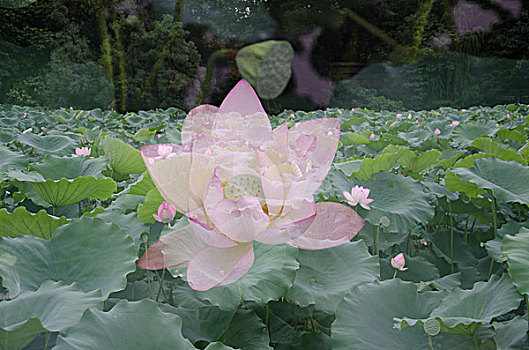 vip miền bắc