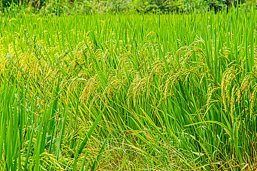 số gia lai