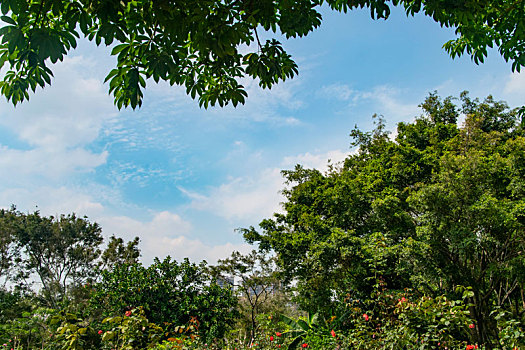 soi cau thu do