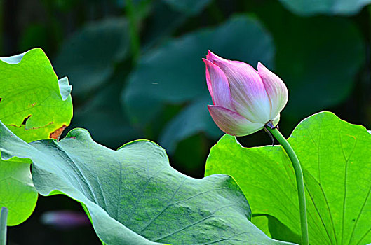 bach thu mien bac hom nay