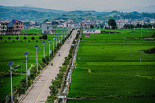 rong bach kim 666 mien bac