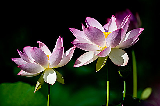 cầu bach thủ