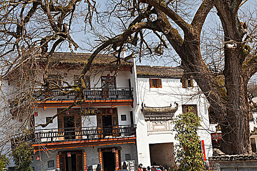 soi câu rong bạch kim