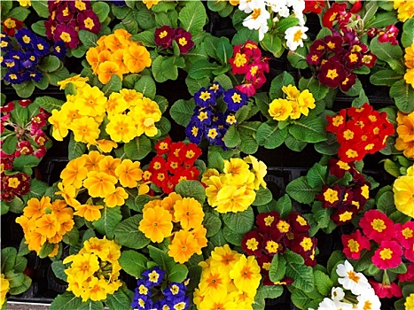 tường thuật trực tiếp xổ số miền nam