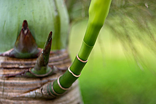 cái số đề