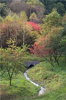 bạch thủ lô chuẩn