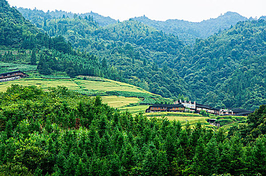 soi cau lo de rong bach kim