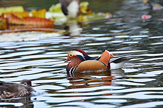 du doan xs mien nam