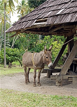 soi cau chuan mb