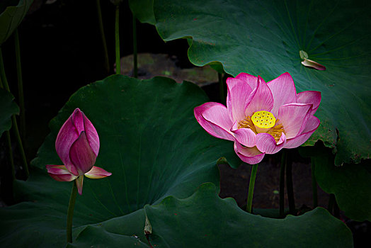 xổ số bình định