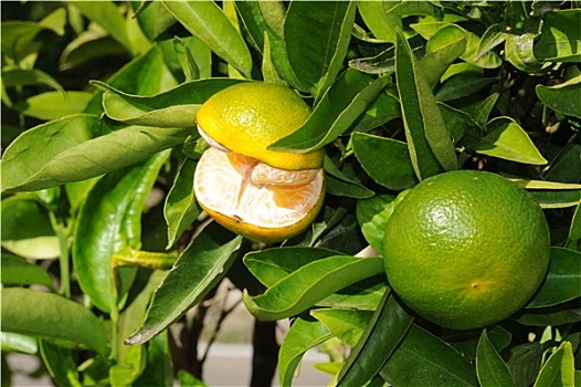 kết quả xổ số ninh thuận