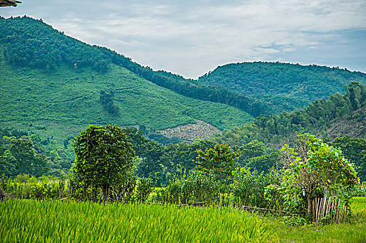 soi cầu đài phát miền bắc