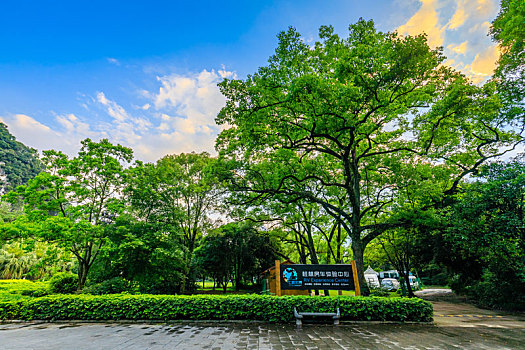 soi cau chuan