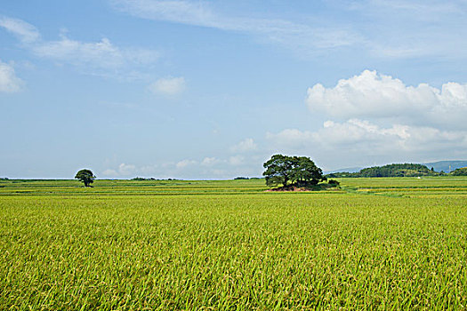 xuantocdo mb