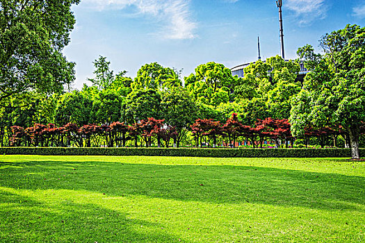 lô bạch thu hôm nay