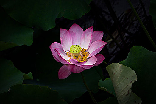 soi cau 3 mien chinh xac