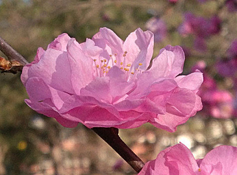 xổ số chấm nét