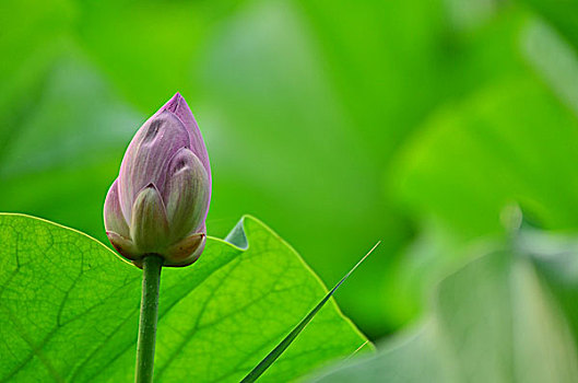 miền bắc thứ sáu