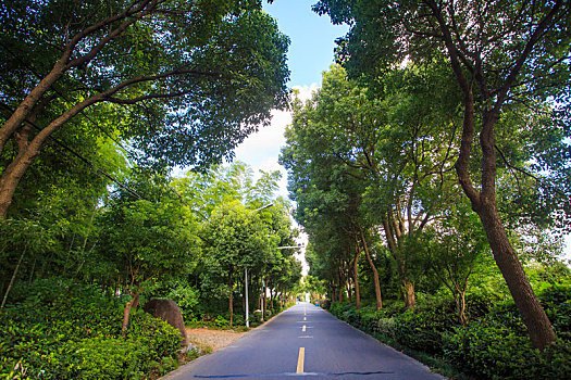 soi cau 666 rong bach kim