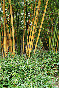 lo xien 2 mien phi