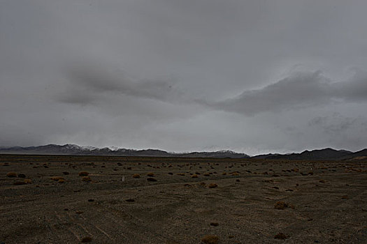 rong bach kim