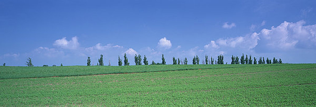 soi rong bach kim