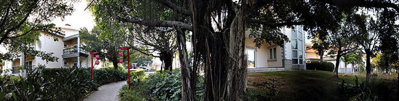 bạch thủ miền bắc