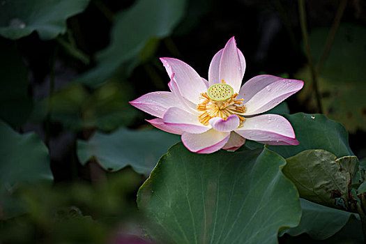 hướng dẫn chơi lixi88