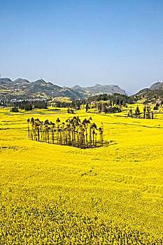 lo bach thu khung 5 ngay