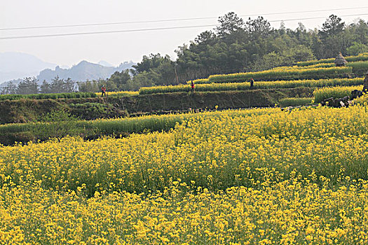 xs minh ngoc thu 6