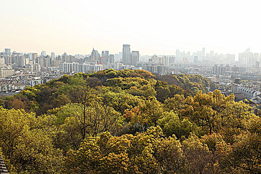 soi cau lo bach thu