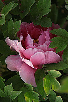 xổ số bạc liêu
