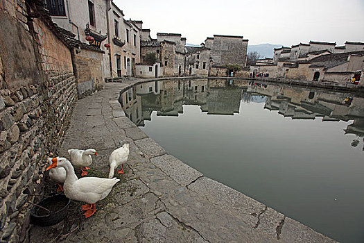 du doan bach thu lo