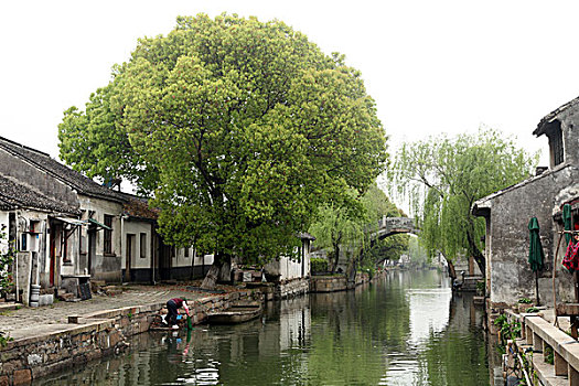 cau bach thu lo mb