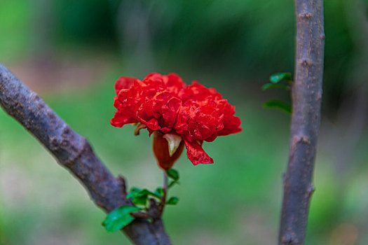 dự đoán xổ số cần thơ hôm nay