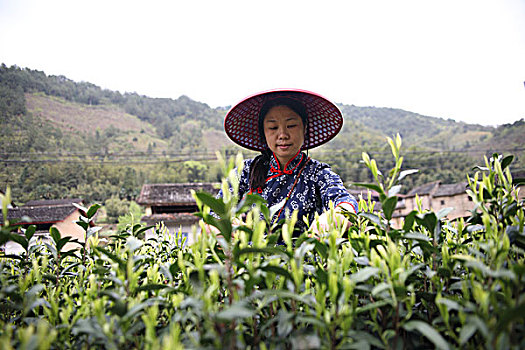 soi cau mien phi