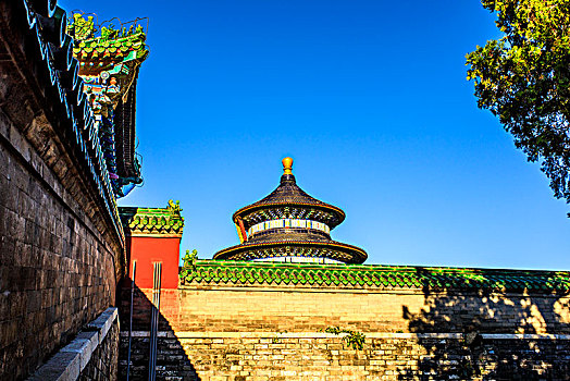 nuôi gà tre đá làm giàu