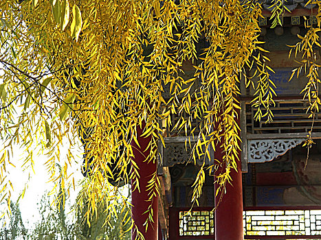soi cau rong bạch kim