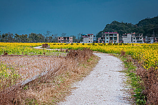 soi lo bach thu hom nay