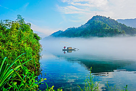 soi câu rong bạch kim