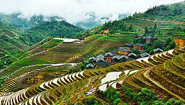 loto rong bach kim